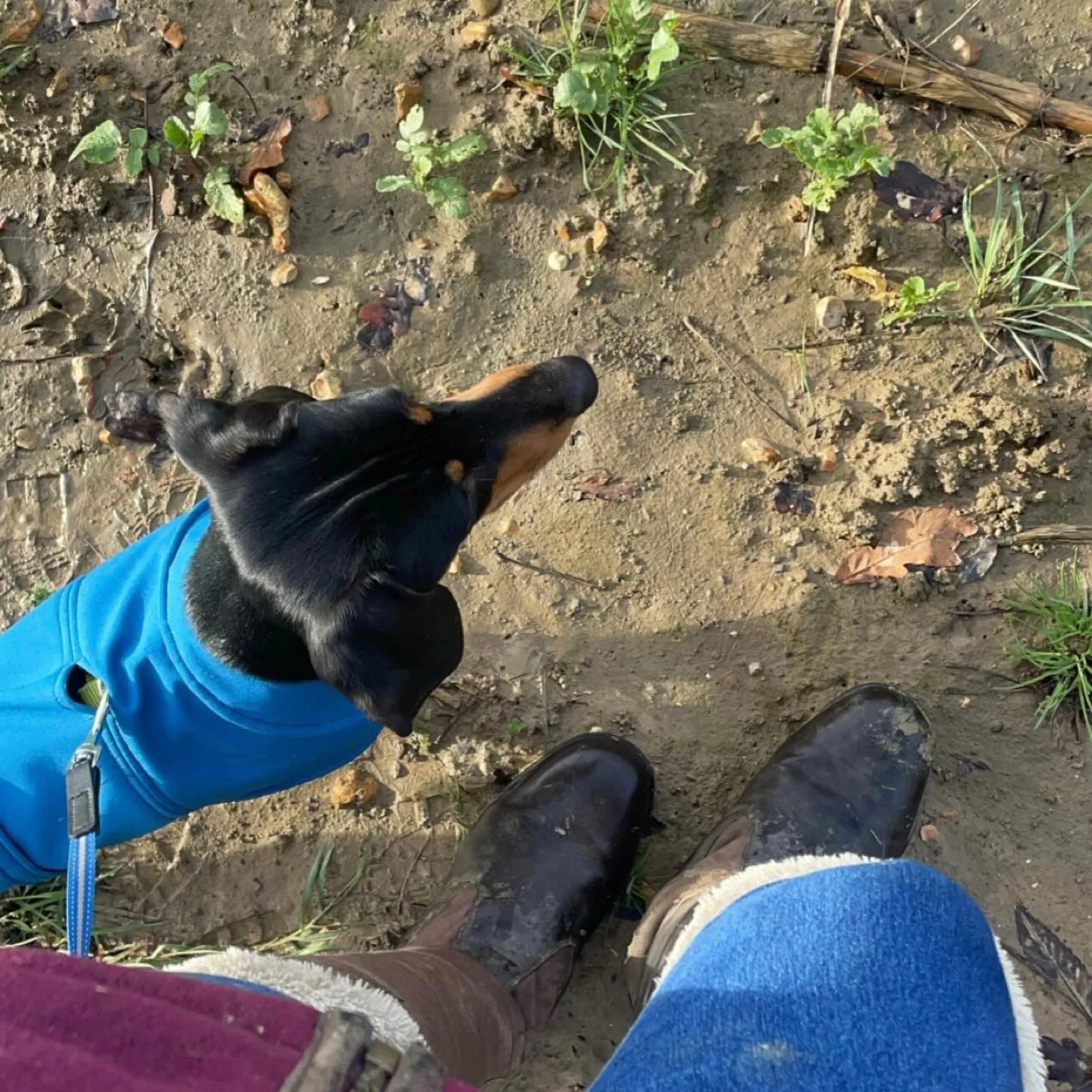 Dachshund Waterproof Coat