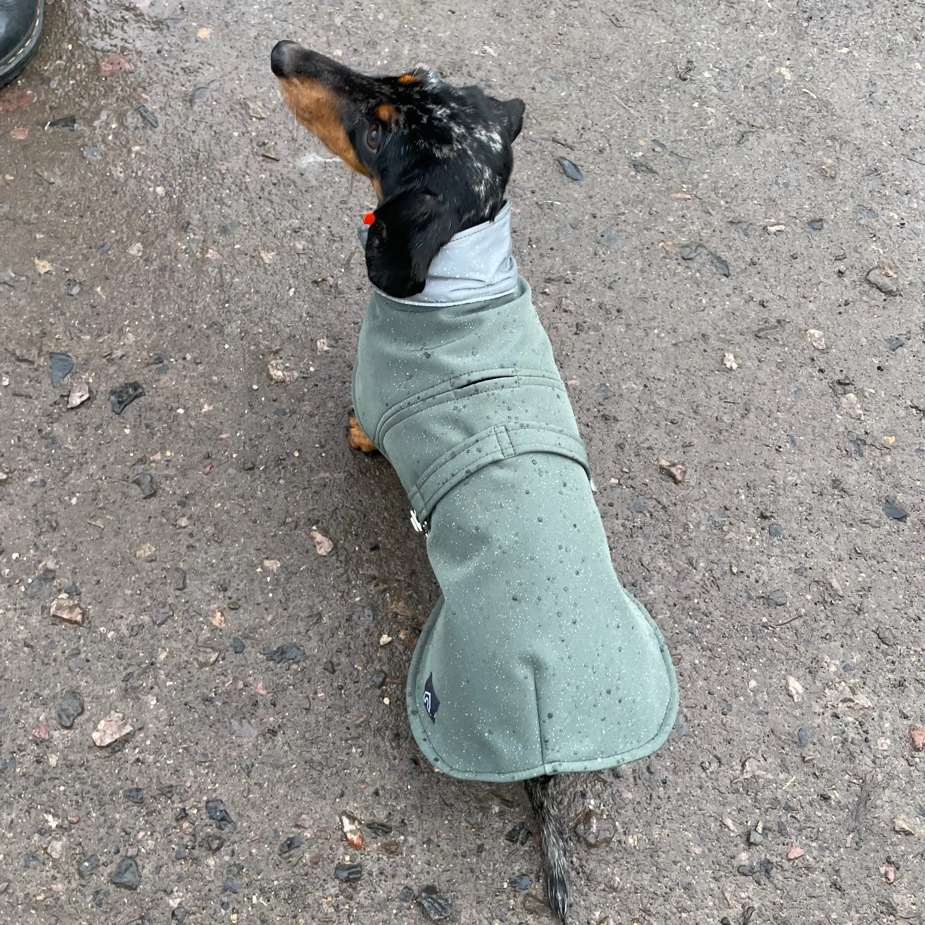 Dachshund Waterproof Coat