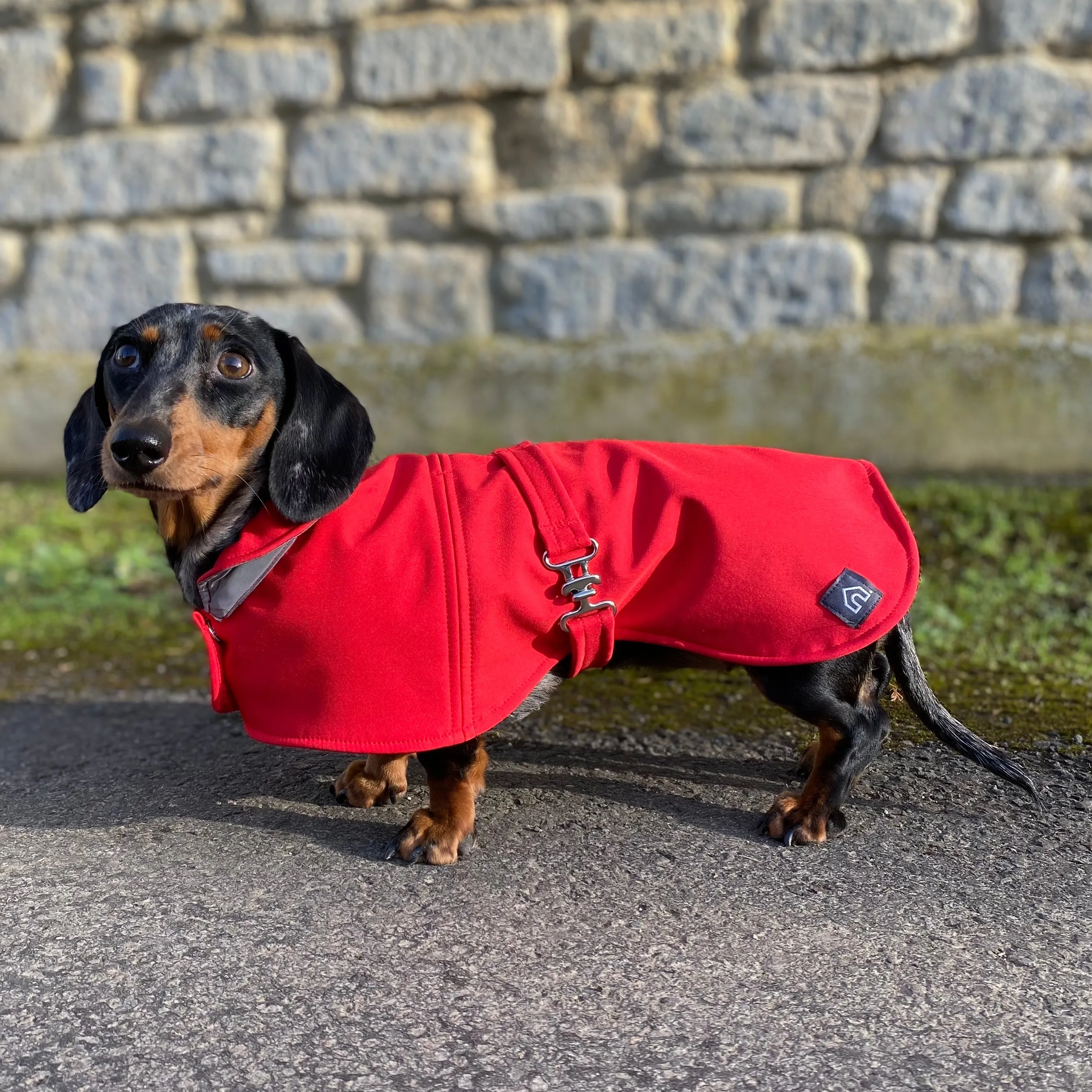 Dachshund Waterproof Coat