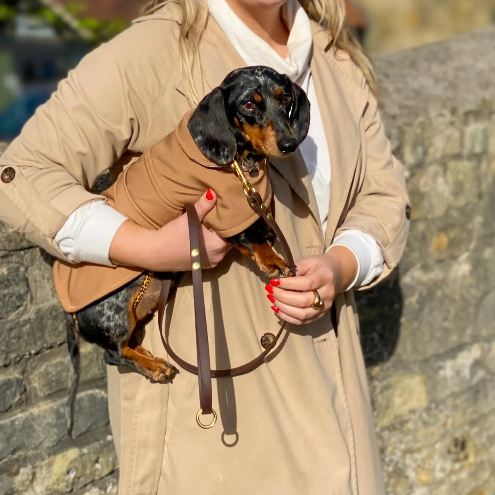 Dachshund Waterproof Coat