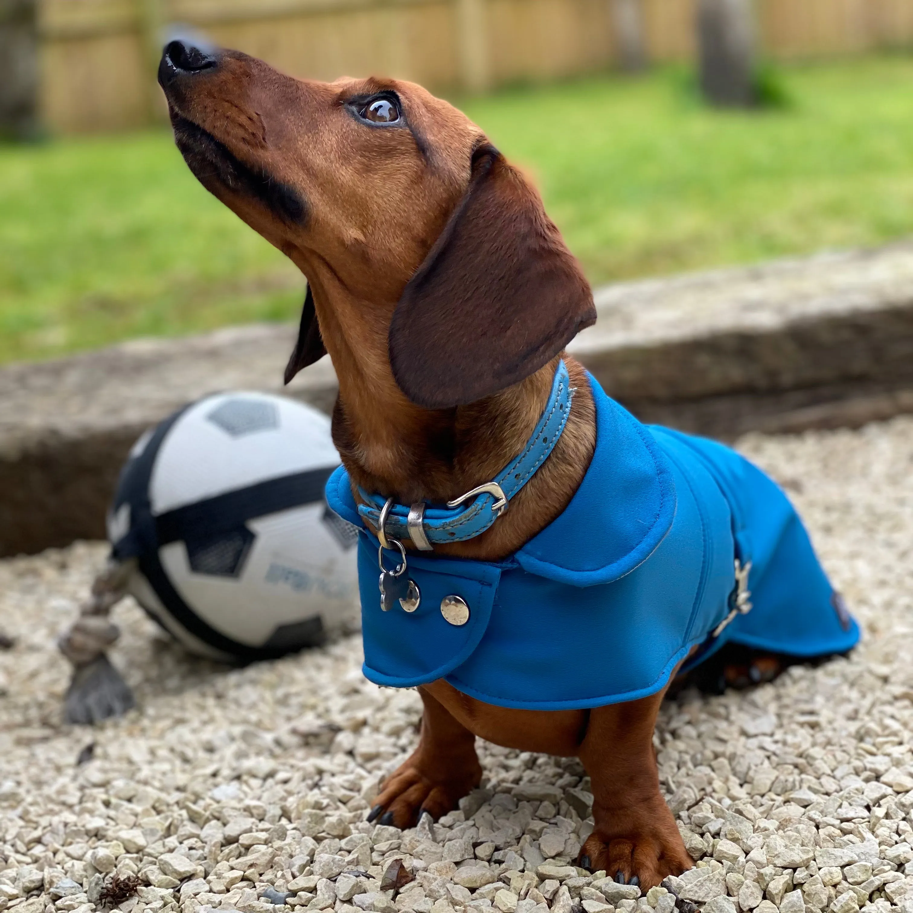 Dachshund Waterproof Coat